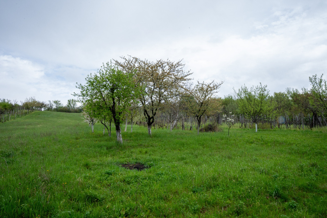 Proprietate unică, în zonă verde și liniștita