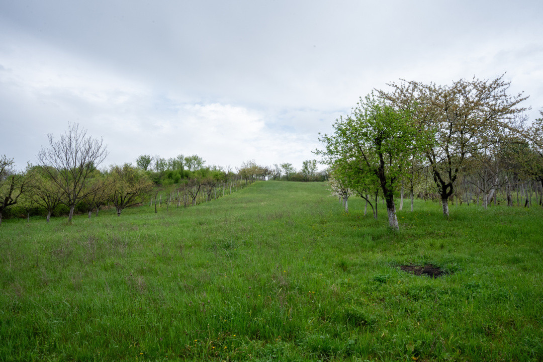 Proprietate unică, în zonă verde și liniștita